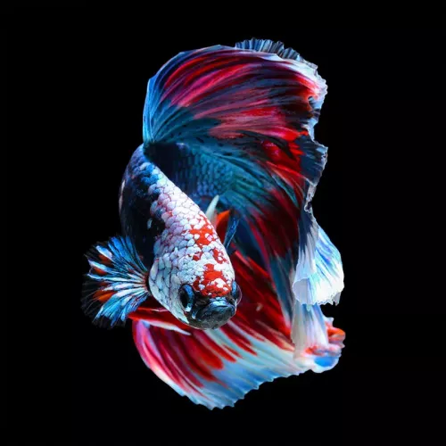 Payaa Betta Vis. Siamees Vechten 100x100x2cm (109018)
