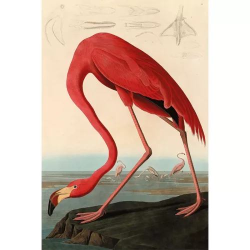 Payaa Amerikaanse rode flamingo 80x120x2cm (108714)