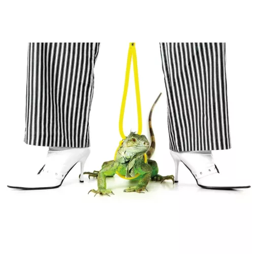 Payaa Groene Iguna/Gestreepte broek 80x120x2cm (112066)