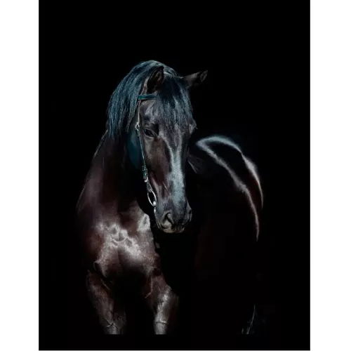 Payaa Zwart Paard 3 60x80x3cm (105170)