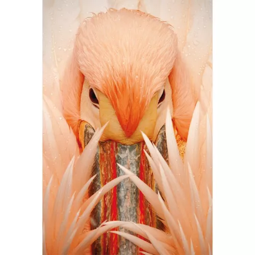 Payaa Roze Pelikaan 120x180cm (200230)