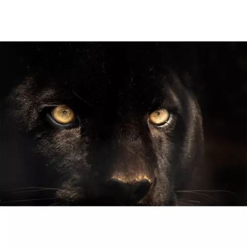 Payaa Foto Cougar 120x80cm Dibond (200211)